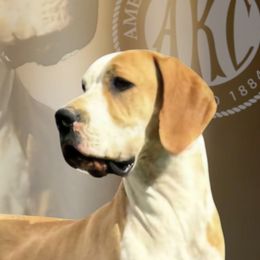 Great Danes from North Cedar Danes