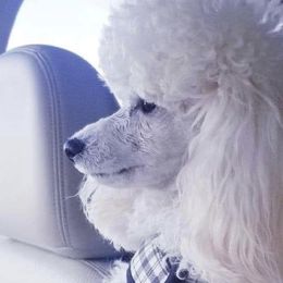 Poodles from Beanies Babies