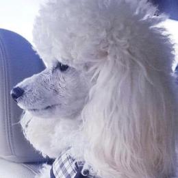 Poodles from Beanies Babies