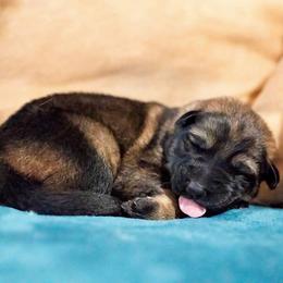 German Shepherd Puppies from Reign Land