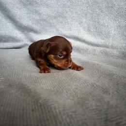 Gigi - Chocolate and tan female Yorkshire Terrier puppy in Kissimmee, Florida from The Yorkie House