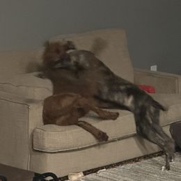 Poodle and Whippet All Grown Up from Charleston Reds Standard Poodles and Whippets