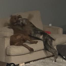 Poodle and Whippet All Grown Up from Charleston Reds Standard Poodles and Whippets