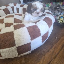 Snack- Pack - Tricolor male Shih Tzu puppy in Vernon, Texas from Fru Fru's Shih Tzus