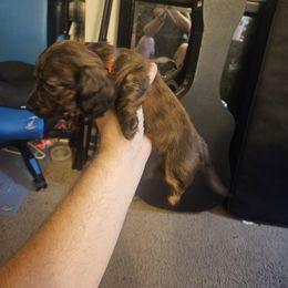 Dachshund Puppies from Pearson Federico