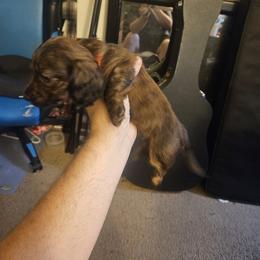 Dachshund Puppies from Pearson Federico