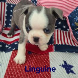 Linguine - Blue male Boston Terrier puppy in Griffin, Georgia from Celtic Performance Bostons