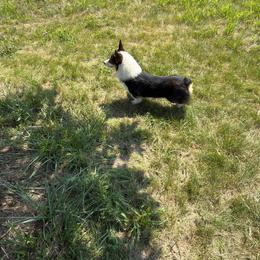 Blaze - Black and tan male American Corgi puppy in Heyworth, Illinois from Schumaker Corgis