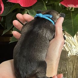 Patrick - Salt and pepper male Miniature Schnauzer puppy in Dawson, Georgia from Faith Farm Miniature Schnauzers