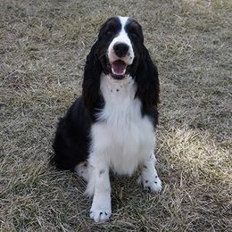 Clara - English Springer Spaniel