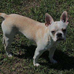 Solo - Boston Terrier