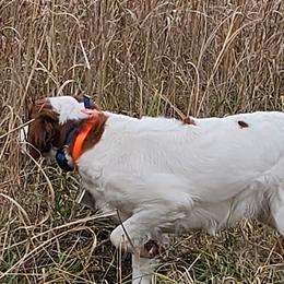 Brittanys from Riley's Upland Brittany's
