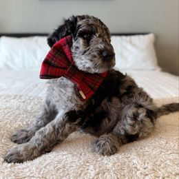 Jack Skellington - Merle male Labradoodle puppy in Adams, Nebraska from Boxcar Doodles and Poodles