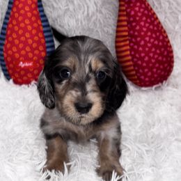Dark green collar - Dapple male Dachshund puppy in Chicago, Illinois from RGZ Doxies