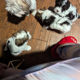 Havanese Puppies from Havanese Puppies of Austin Texas