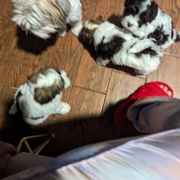 Havanese Puppies from Havanese Puppies of Austin Texas
