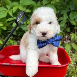 Blue collar - Red male Bernedoodle puppy in Calico Rock, Arkansas from Cottrell’s Poodles & Doodles