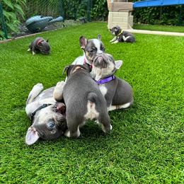 French Bulldog Puppies from Novastar French Bulldogs