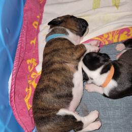 Boxer Puppies from BUTTERFLYS BOXERS