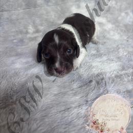 Max - Piebald male Dachshund puppy in Lufkin, Texas from CSW Dachshunds