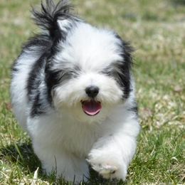Havanese from Amor Havanese
