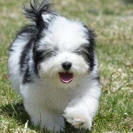 Havanese from Amor Havanese