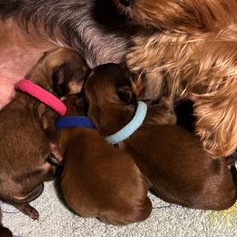 Yorkshire Terriers from Eileen’s Yorkies of Havasu