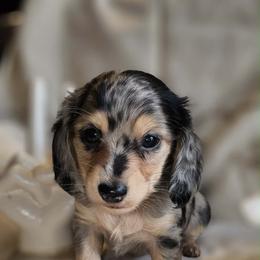 Blu - Dapple male Dachshund puppy in Bergen, New York from T. Rex Doxies & Friends