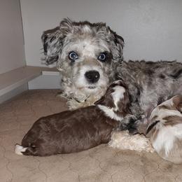 Aussiedoodle Puppies from Abbott Family Farm