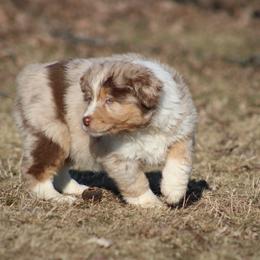 Yule - Red merle female Miniature American Shepherd puppy in Williamston, Michigan from Rust Belt Farms