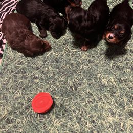 Dachshund Puppies from Crystals Little Doxies