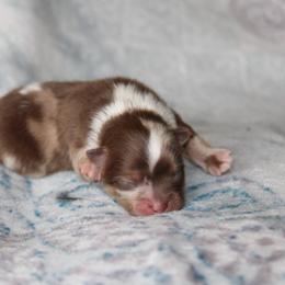 Bandit - Chocolate merle male Pomeranian puppy in San Marcos, Texas from Hill Country Poms