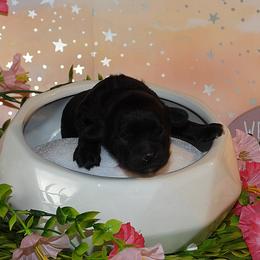 Liberty Bell - Black and white female Havanese puppy in Salt Lake City, Utah from Steal Your Heart Havanese