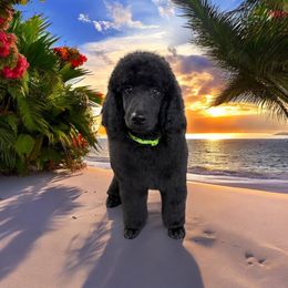 Simon - Black Poodle puppy in Port Orange, Florida from Daytona’s Standard Poodles