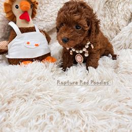 Pecan - Red  female Poodle puppy in Midway City, California from Rapture Red Poodles