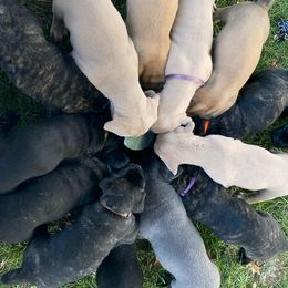 Cane Corso Puppies from Altiere Cane Corso