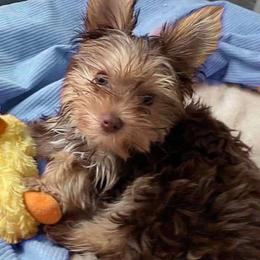 Yorkshire Terriers from Theo The Yorkie Stud