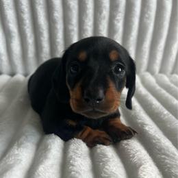 Autumn - Black and tan female Dachshund puppy in Ocala, Florida from Weenie Boops