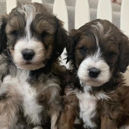 Bernedoodles from Morgan Valley Paws