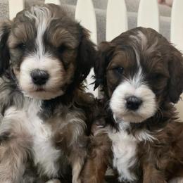 Bernedoodles from Morgan Valley Paws