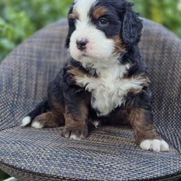 Bernedoodle and Double Doodle Puppies from Cloud Nine Doodles