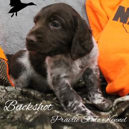 Buckshot - Brown and white male Kleine Munsterlander puppy in New Lenox, Illinois from Prairie State Kennel