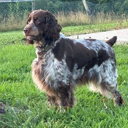 Willa - English Springer Spaniel