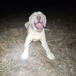 Moonshine - Labrador Retriever