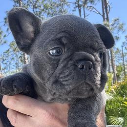 French Bulldog Puppies from Shoreline Bulldogs