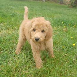 Junie - Red  female Goldendoodle puppy in Georgetown, Tennessee from Georgetown Designer & Purebred Puppies