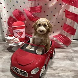 Australian Labradoodle Puppies from Little Kingdom Doodles