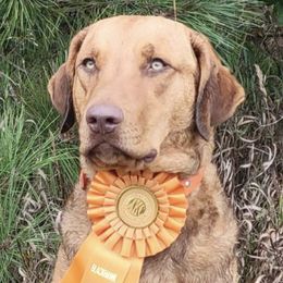 Scotch - Chesapeake Bay Retriever
