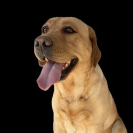 Pepper - Labrador Retriever