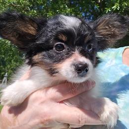 Girl 2 - White black and tan female Papillon puppy in Forest City, North Carolina from Eastern Papillions